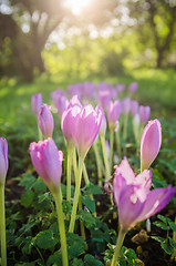 Image showing Pink blossoming crocuses in the garden, close up