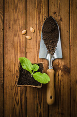 Image showing Still-life with sprouts and the garden tool, the top view