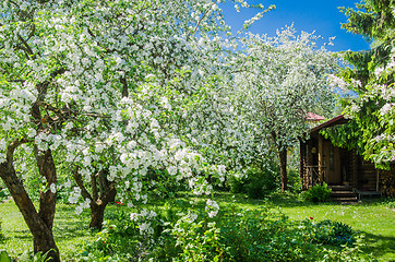 Image showing Garden with blossoming apple-trees, a spring landscape