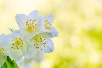 Image showing Blooming jasmine bush, close-up