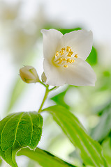 Image showing Blooming jasmine bush, close-up