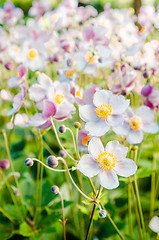 Image showing Beautiful flowers anemones Japanese in a garden, a close up