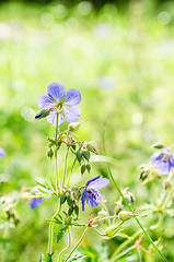 Image showing Flax flowers close up on the field