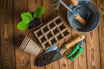 Image showing Seedlings and garden tools on a wooden surface, top view