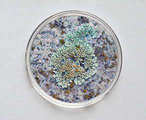 Image showing Petri dish for cell culture