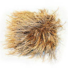 Image showing Carpet shaggy