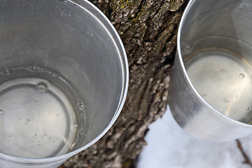 Image showing Maple sap in buckets attached to a tree
