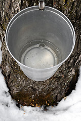 Image showing Bucket on a tree filled with maple sap