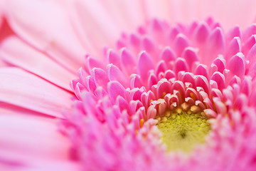 Image showing close up of beautiful pink gerbera flower