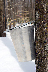 Image showing Droplet of maple sap ready to fall into a pail