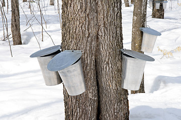 Image showing Metal pails for collecting maple sap