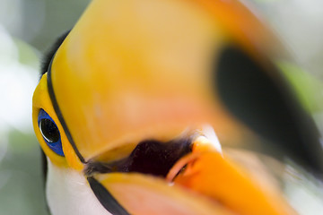 Image showing Close-up of a toco toucan