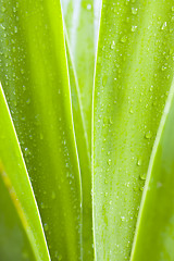 Image showing Waterdrops on green leaves