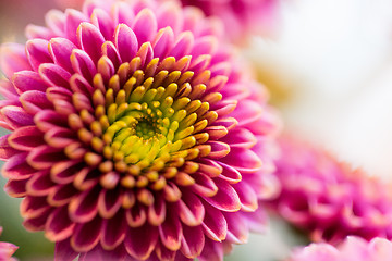 Image showing close up of beautiful pink chrysanthemum flowers