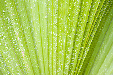 Image showing Waterdrops on palm