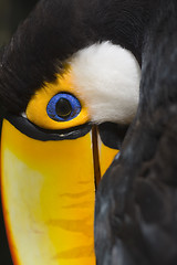 Image showing Toco toucan