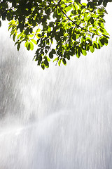 Image showing Green leaves in front of a waterfall