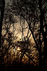 Image showing Bare tree branches