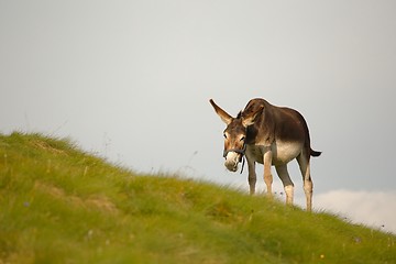 Image showing Grazing Donkey i