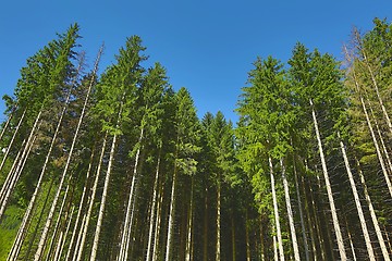 Image showing Forest of Pines