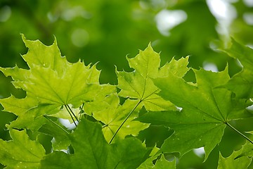 Image showing Leaves