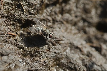 Image showing Fly on animal excrement