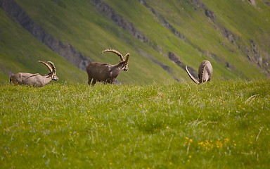 Image showing Alpine Ibex Grazing