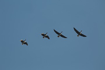 Image showing Some Geese Flying