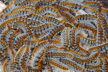 Image showing Caterpillars crawling in swarm