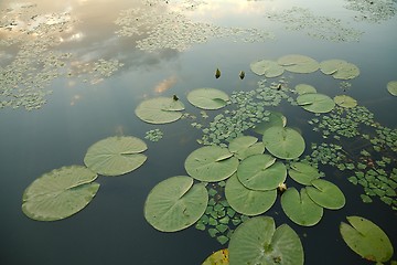 Image showing Water surface with plants