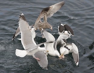 Image showing Seagull