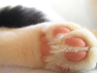 Image showing Cats paw closeup