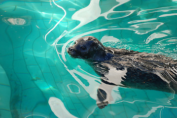 Image showing Cute seal