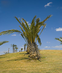 Image showing Palm tree