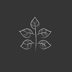 Image showing Branch with leaves. Drawn in chalk icon.