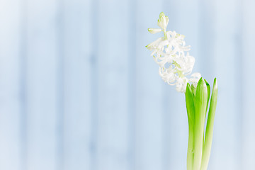Image showing Hyacinth flower on a blue background