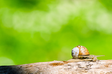 Image showing Snail in a forest at springtime