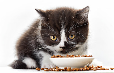 Image showing kitten and cat food