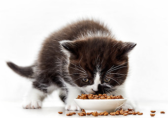 Image showing kitten and cat food