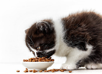 Image showing kitten and cat food