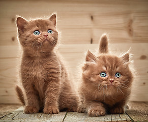 Image showing two brown british kittens