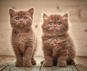 Image showing beautiful brown british kittens