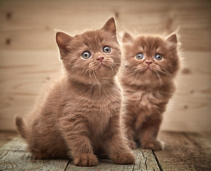 Image showing beautiful brown british kittens