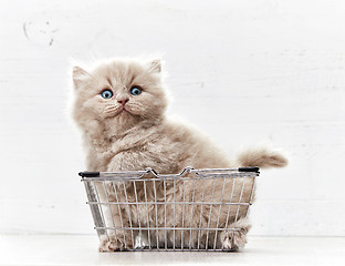 Image showing kitten sitting in metal shopping basket