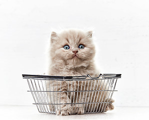 Image showing small kitten in shopping basket