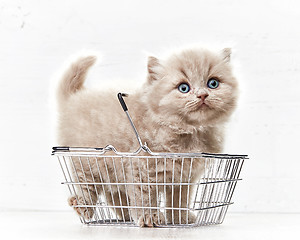 Image showing small kitten in shopping basket