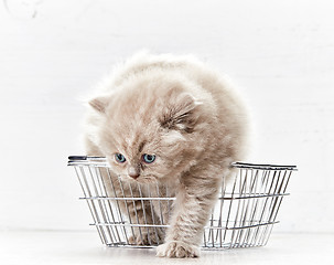 Image showing small kitten in shopping basket