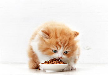 Image showing bowl of cat food and small kitten