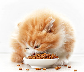 Image showing bowl of cat food and small kitten