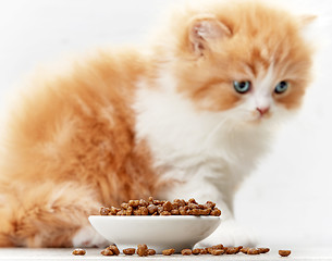 Image showing bowl of cat food and small kitten